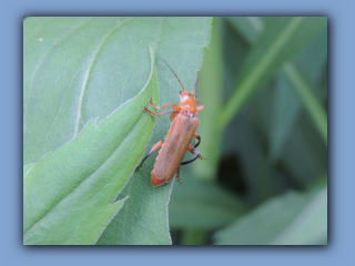 Soldier Beetle - cantharis livida. Hetton Park. 6th June 2023.jpg